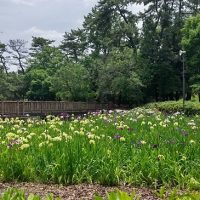 三崎水辺公園　菖蒲